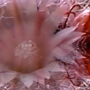 vhs dream 0228