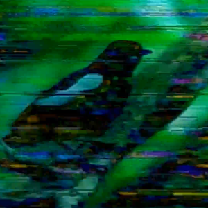 vhs dream 0228