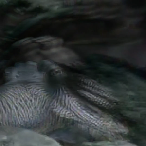 vhs dream 0228