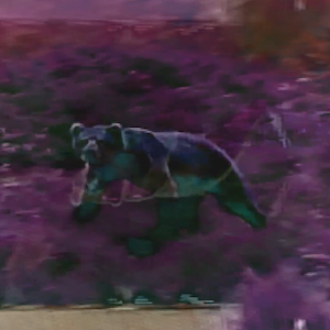 vhs dream 0228
