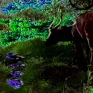 vhs dream 0228